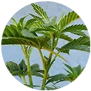 CanniBiota