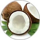 Cocos Nucifera